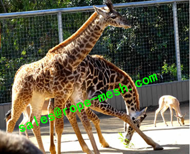 Zoo Mesh