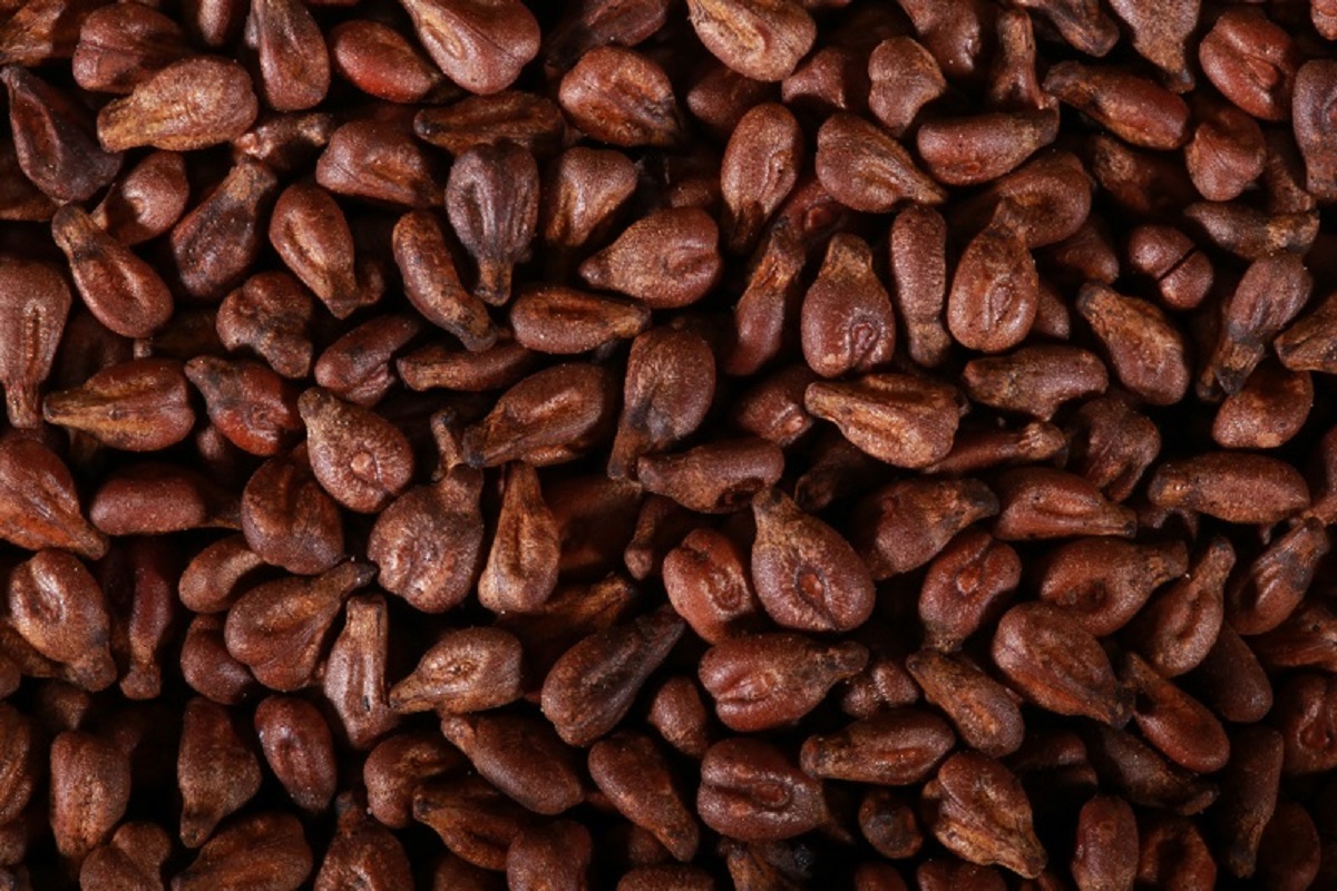 Grape Seed Extract,antioxidant Grape Seed Extract Supplier
