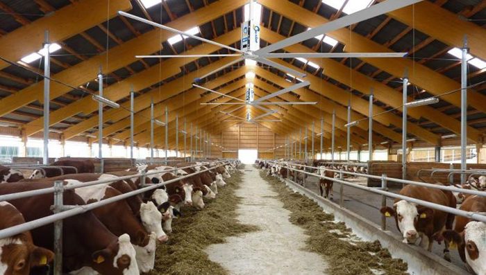 HVLS Fan For Agriculture