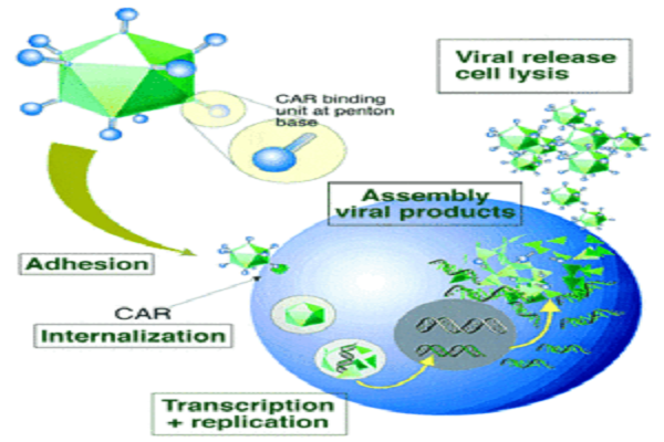 Introduction to Virus Packaging System Plasmids