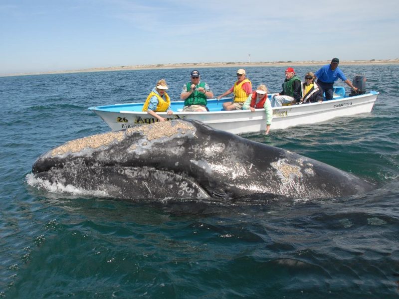 Whale watching - Adventurous trip which takes you close to the nature 