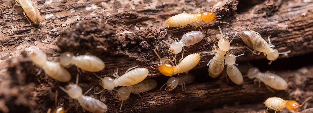 pests and termite control services