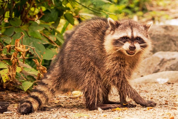 Növényvédő szerek, mezőgazdasági és háztartási