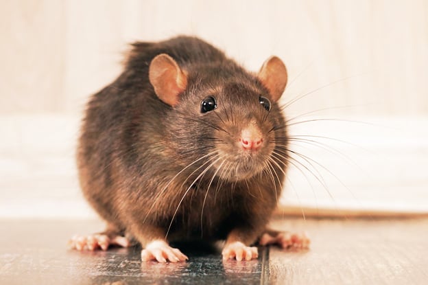 کیڑے مار ادویات اور rodenticides