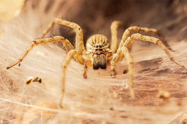 Pesticidas, agrícola ou doméstico
