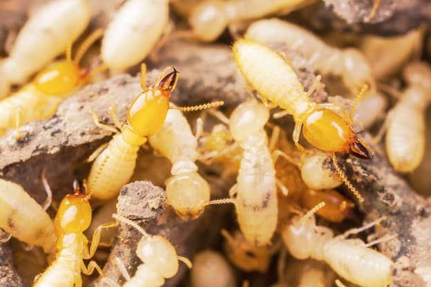பூச்சி கொல்லிகள் மற்றும் rodenticides