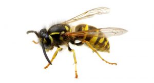 কীটনাশক, কৃষি বা পরিবারের