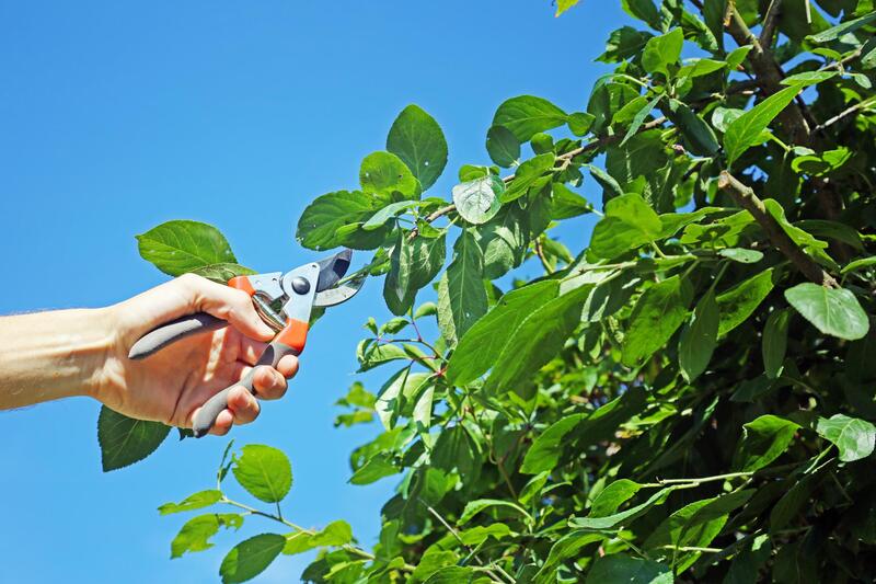 Tree Service