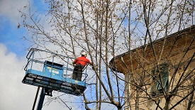 JACKSON TREE​SERVICE PROS