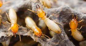  Termite and Pest Control