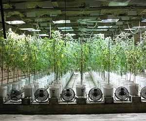 Hydroponics, მოწყობილობები და აქსესუარები