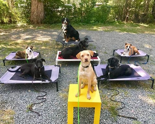 FLASH DOG TRAINING