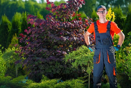 TREE CARE BAKERSFIELD