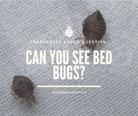 BED BUG TREATMENT PROS