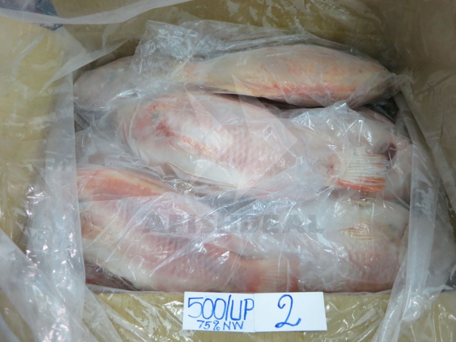 Tilapia