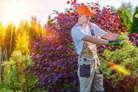 GAINESVILLE TREE SERVICE PRO