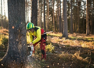 TREE SERVICE NORTH ANDOVER