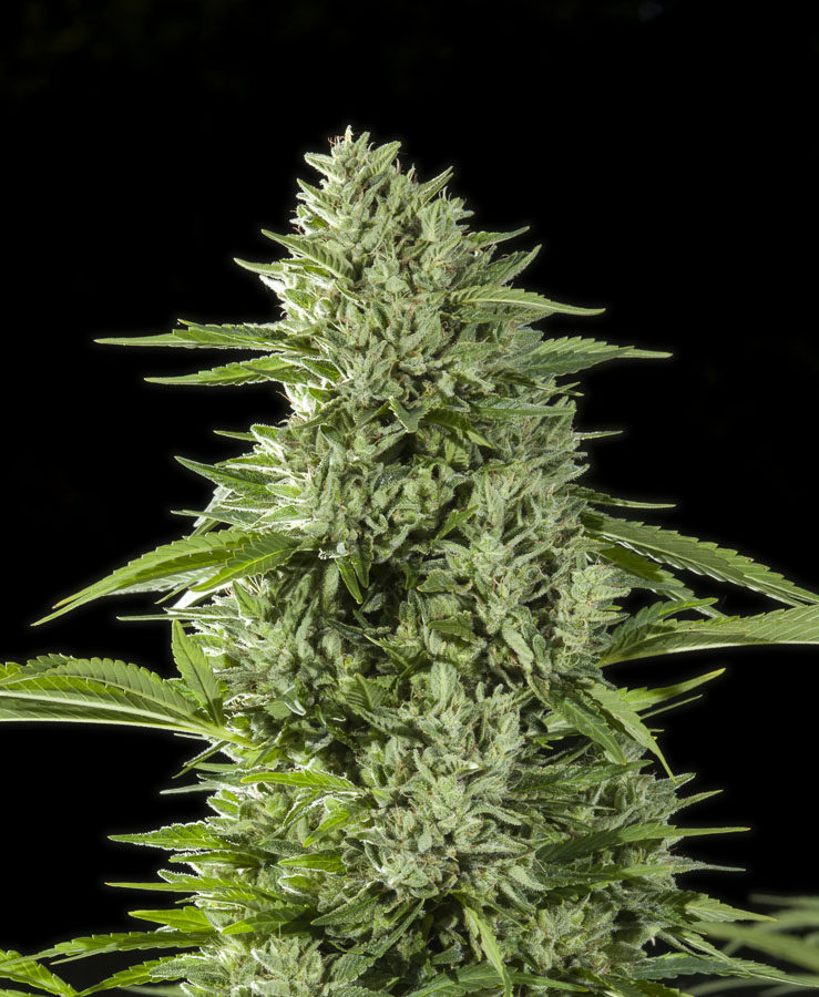 GG4 Clones inland empire.