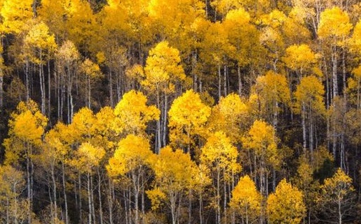 TREE DOCTOR - TREE SURGEONS