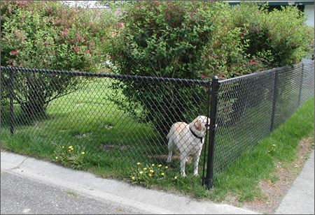 Chain Link Pet Mesh Panels For Dog Run Fencing And Dog Kennels