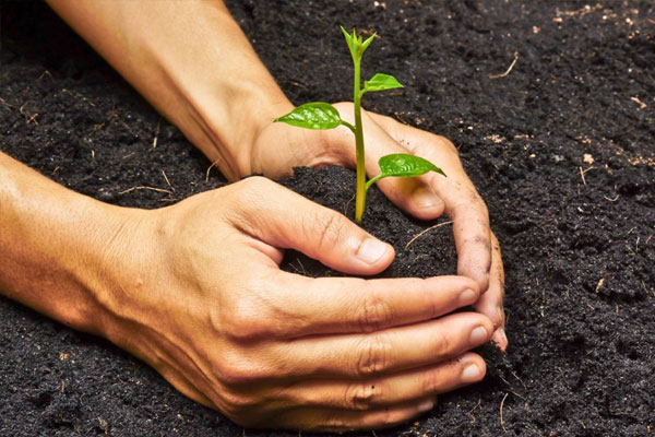Vermicompost Suppliers | Vermicompost Manufacturers |SSVermi
