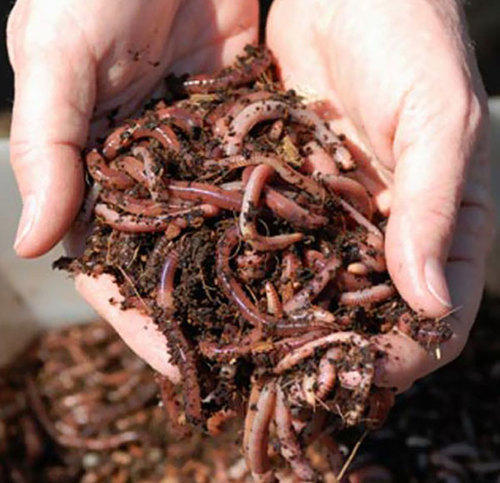 Vermicompost Manufacturers in Chennai | SSvermicompost