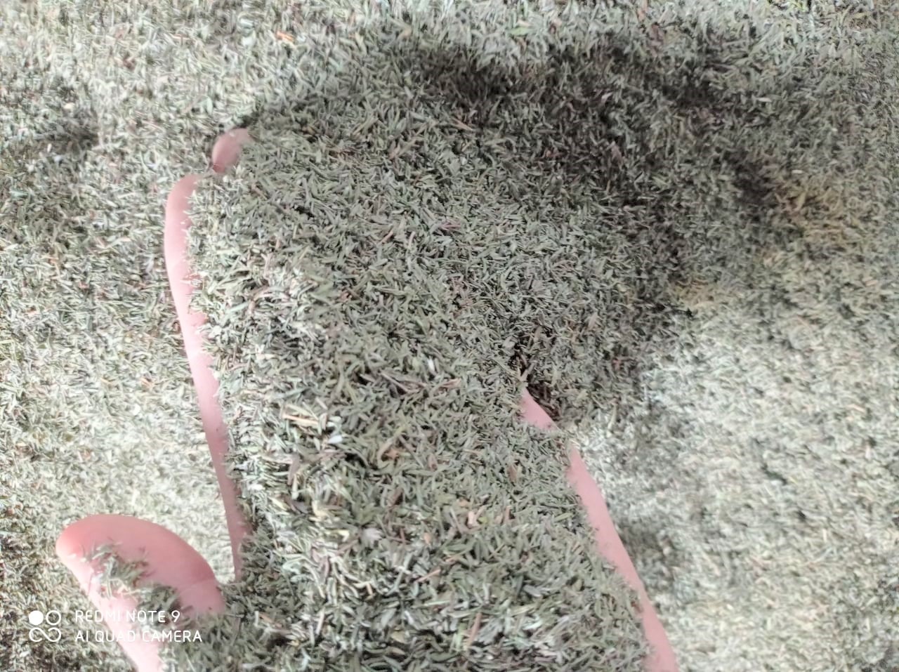 Thyme