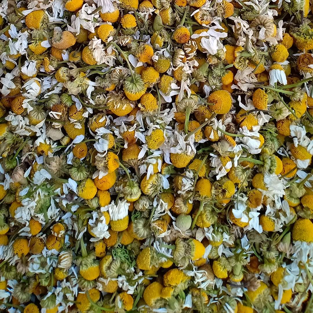 Chamomile