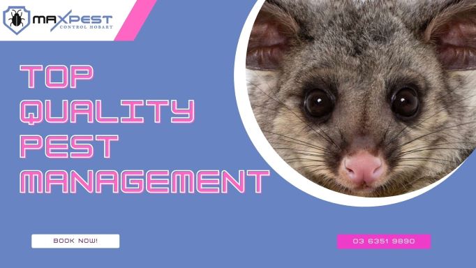 Welcome To Mick’s Pest Control: Top Class Pest Treatment Team In Hobart